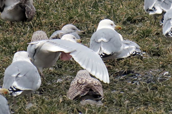 Goéland bourgmestre  - Rafał Kurowski
