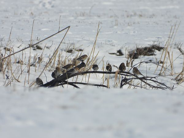 rzepołuch  - Remigiusz Chlewicki