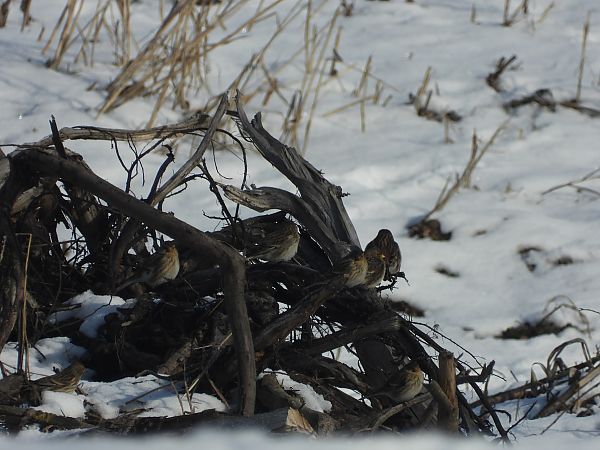 Twite  - Remigiusz Chlewicki