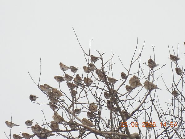 rzepołuch  - Ewa Szczepankiewicz