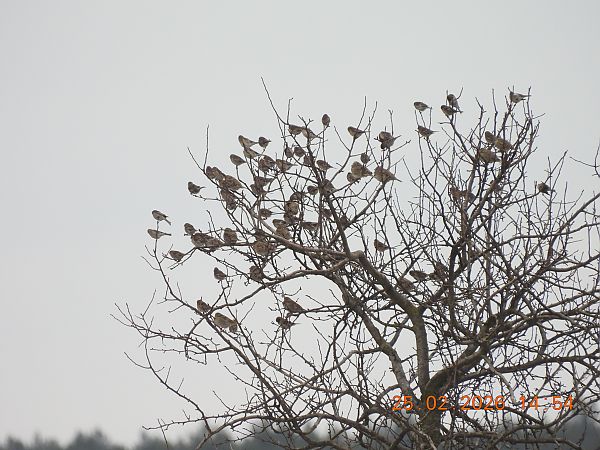 rzepołuch  - Ewa Szczepankiewicz