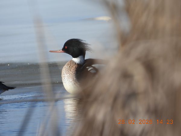 Mittelsäger  - Ewa Szczepankiewicz