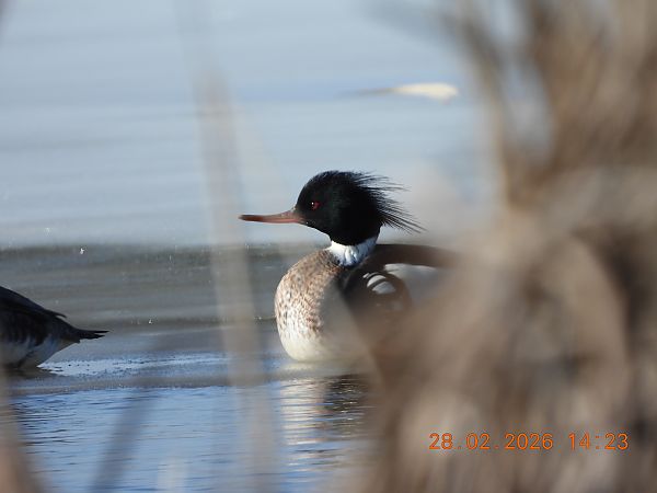 Harle huppé  - Ewa Szczepankiewicz