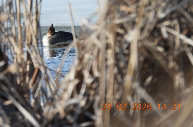 Harle huppé  - Ewa Szczepankiewicz