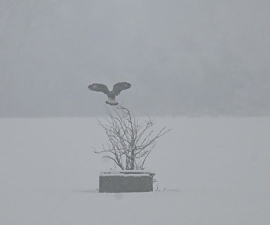 myszołów włochaty  - Małgorzata Łuczkiewicz