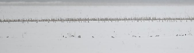 śnieguła  - Małgorzata Łuczkiewicz