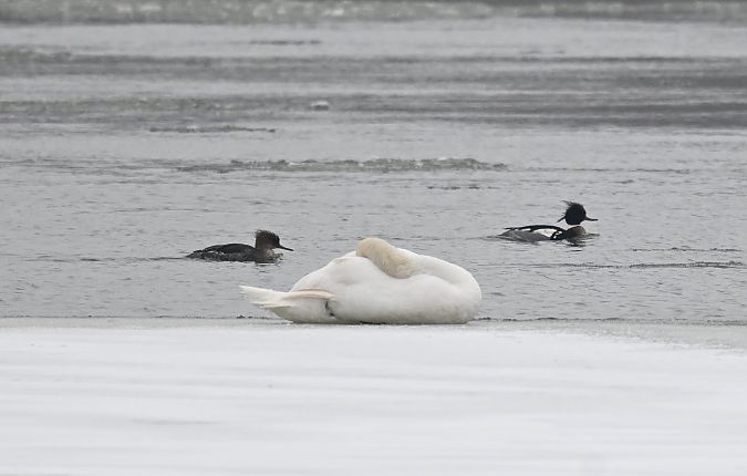 szlachar  - Małgorzata Łuczkiewicz