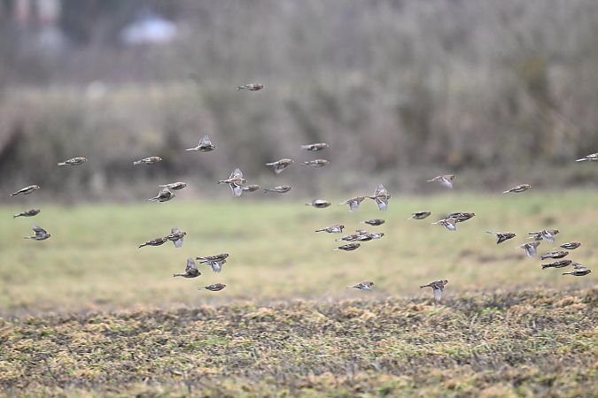 rzepołuch  - Małgorzata Łuczkiewicz