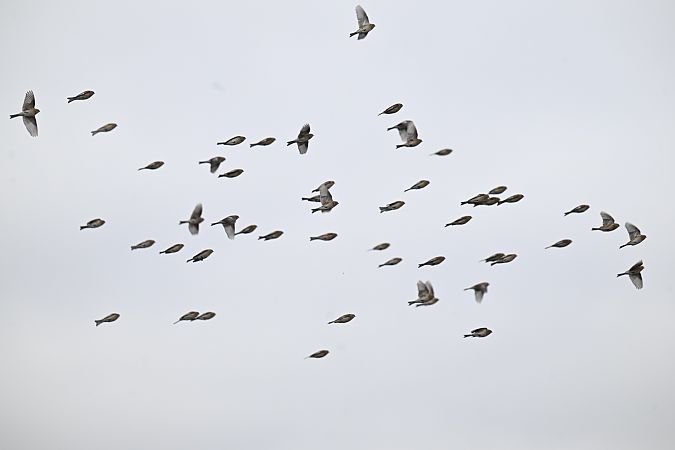 Berghänfling  - Małgorzata Łuczkiewicz