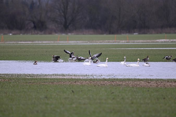 łabędź krzykliwy  - Małgorzata Łuczkiewicz