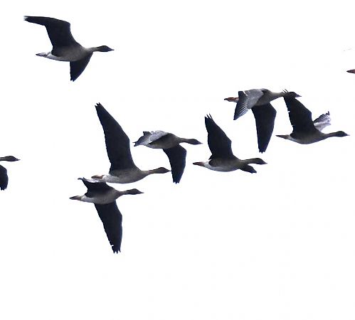 gęś tundrowa  - Małgorzata Łuczkiewicz