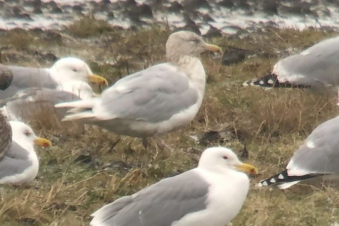 mewa blada  - Maciej Gierszewski