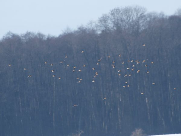 rzepołuch  - Jolanta Adamczyk