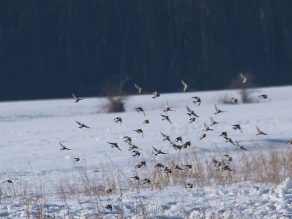 rzepołuch  - Jolanta Adamczyk