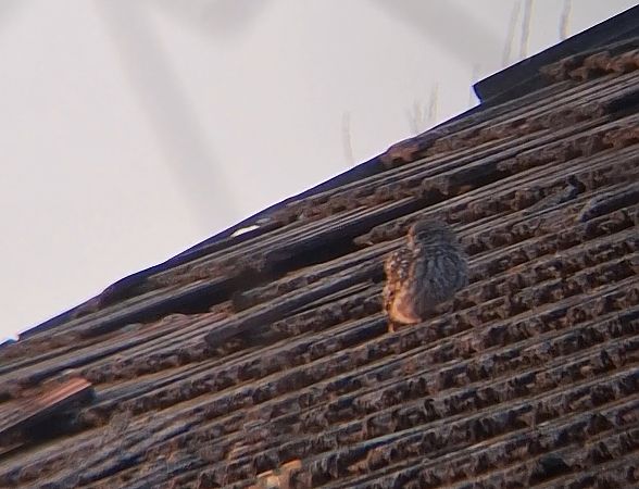 Steinkauz  - Ewa Nalepa