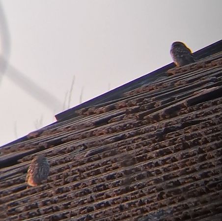 Chevêche d'Athéna  - Ewa Nalepa