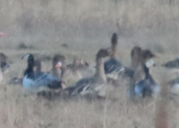 Weisswangengans  - Janusz Nowosielski