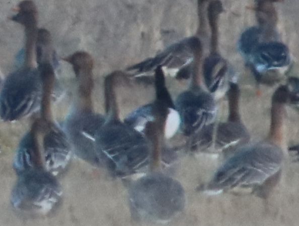 Bernache nonnette  - Janusz Nowosielski