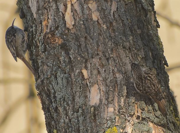 pełzacz ogrodowy  - Hanna Żelichowska