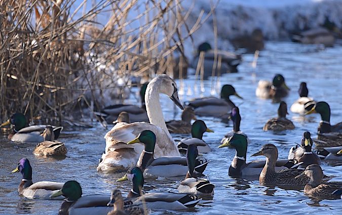Höckerschwan  - Hanna Żelichowska