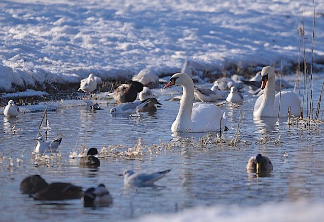 łabędź niemy  - Hanna Żelichowska