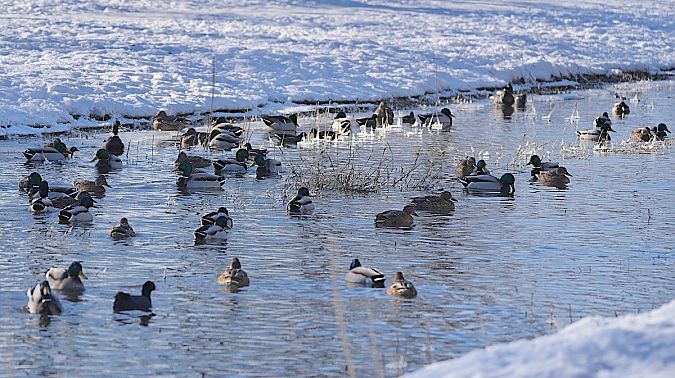 kokoszka  - Hanna Żelichowska
