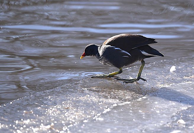 kokoszka  - Hanna Żelichowska