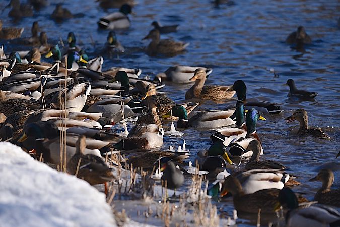 krzyżówka  - Hanna Żelichowska