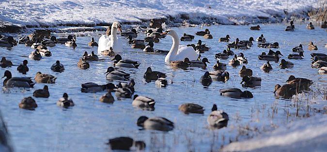 Stockente  - Hanna Żelichowska