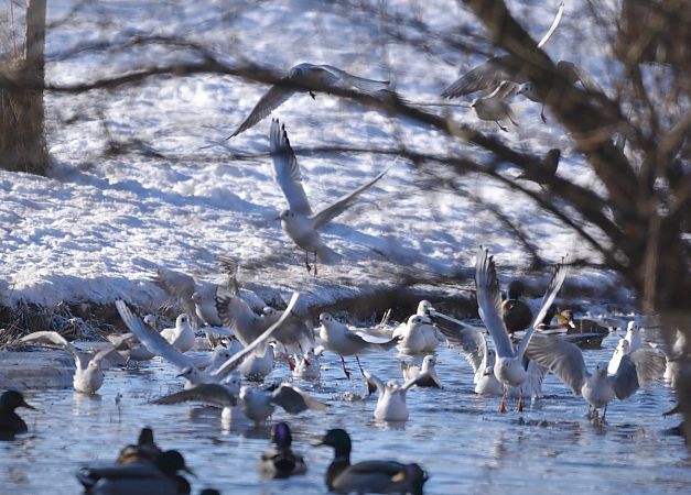 śmieszka  - Hanna Żelichowska