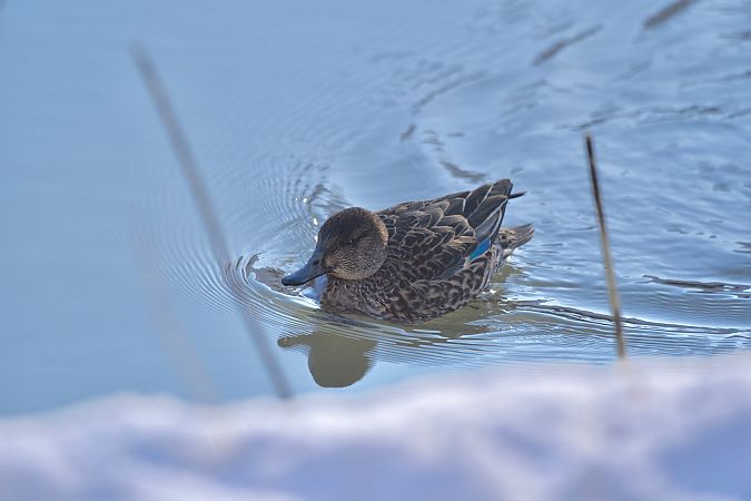 cyraneczka  - Hanna Żelichowska
