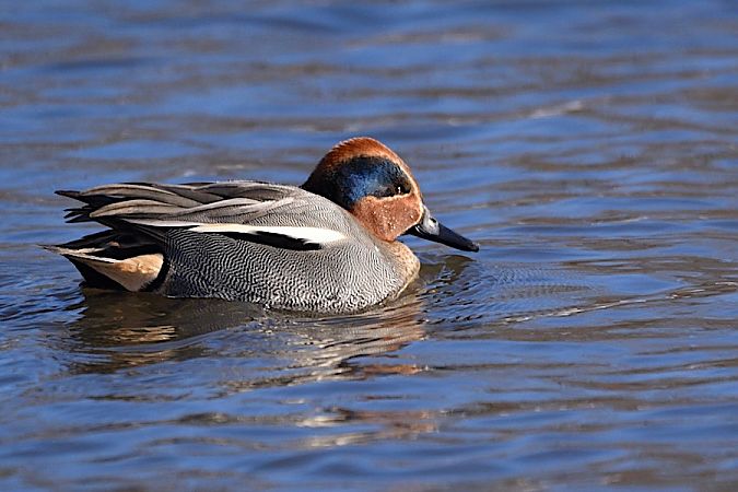 cyraneczka  - Hanna Żelichowska