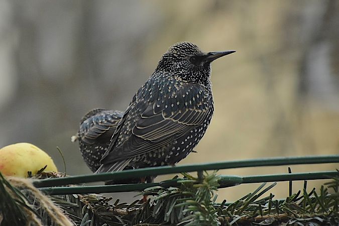 szpak  - Hanna Żelichowska