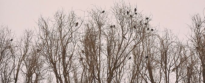 szpak  - Hanna Żelichowska