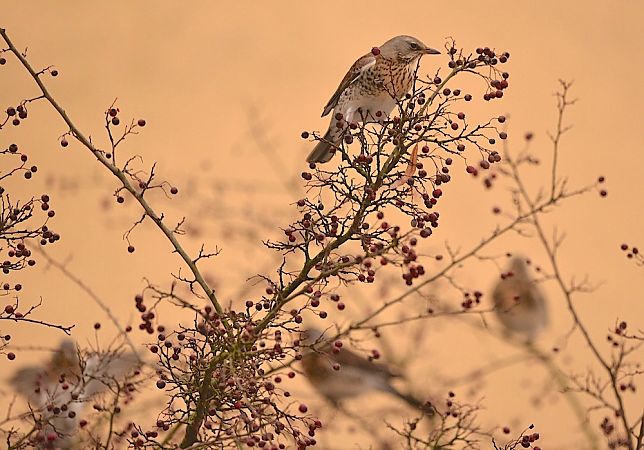 kwiczoł  - Hanna Żelichowska