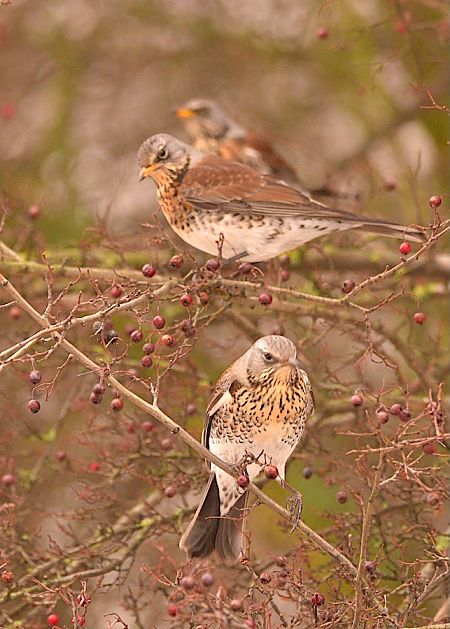 kwiczoł  - Hanna Żelichowska