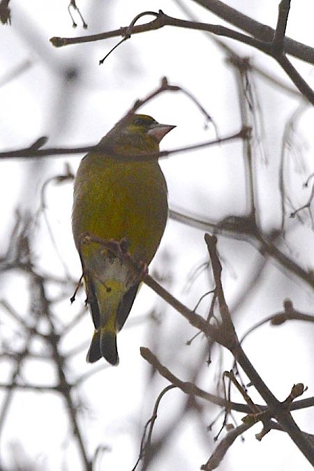 dzwoniec  - Hanna Żelichowska