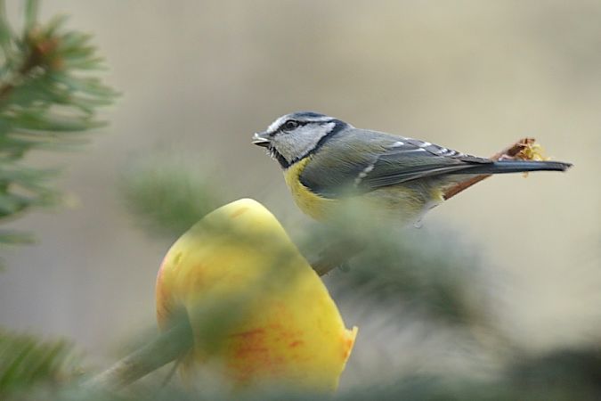 modraszka  - Hanna Żelichowska