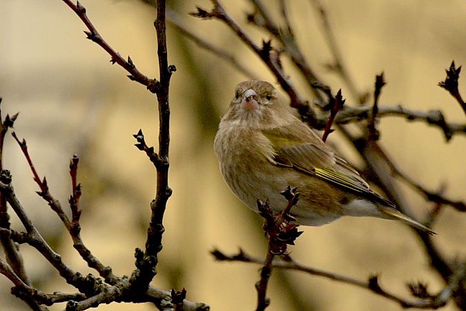 dzwoniec  - Hanna Żelichowska