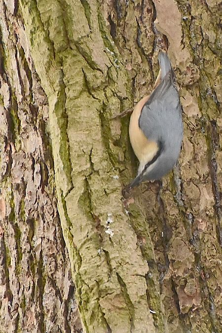 kowalik  - Hanna Żelichowska