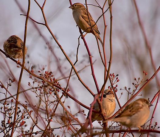 wróbel  - Hanna Żelichowska