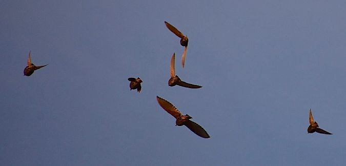 szpak  - Hanna Żelichowska