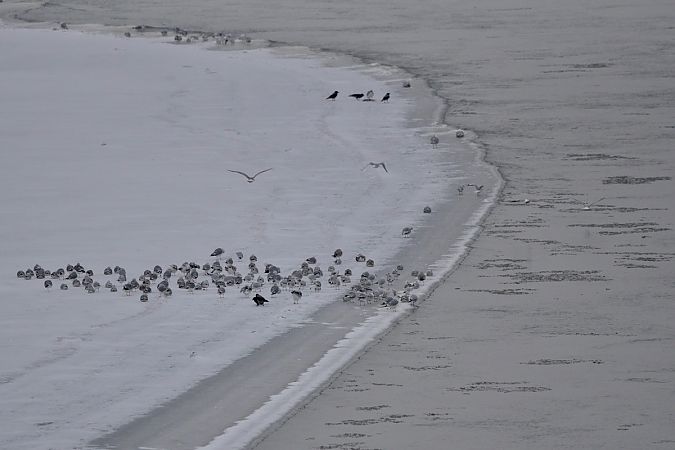 śmieszka  - Hanna Żelichowska