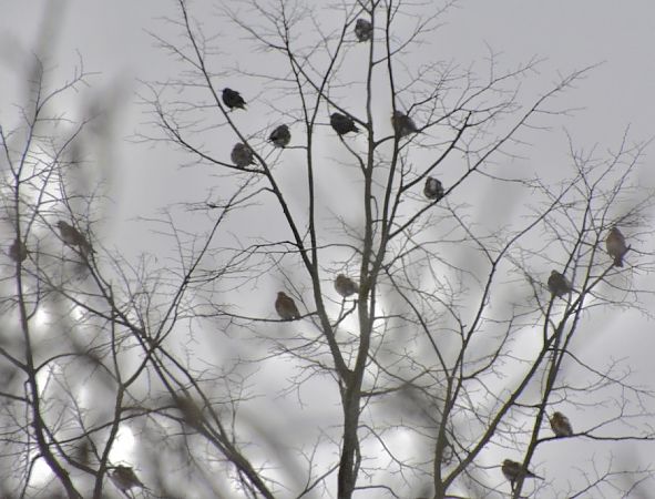 kwiczoł  - Hanna Żelichowska