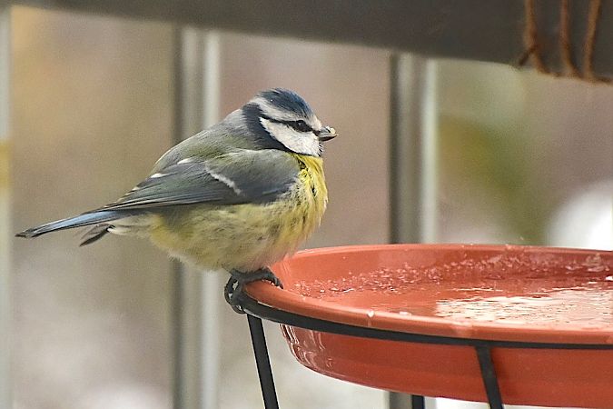 modraszka  - Hanna Żelichowska