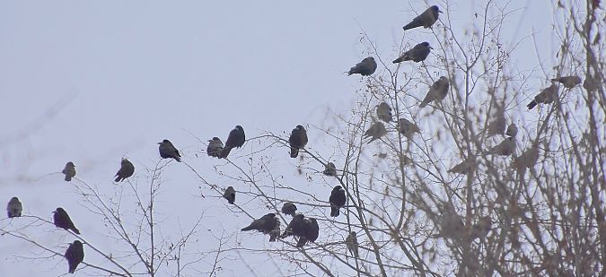 gawron  - Hanna Żelichowska