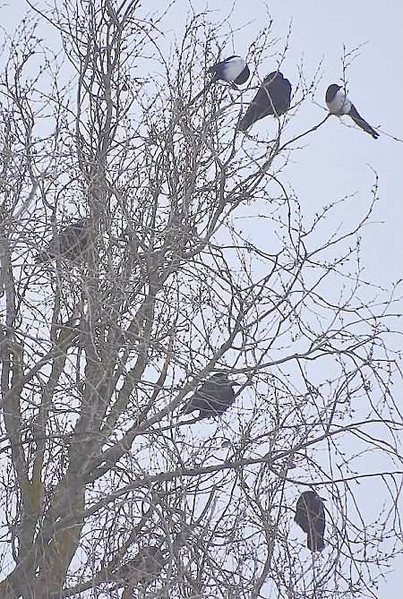 gawron  - Hanna Żelichowska