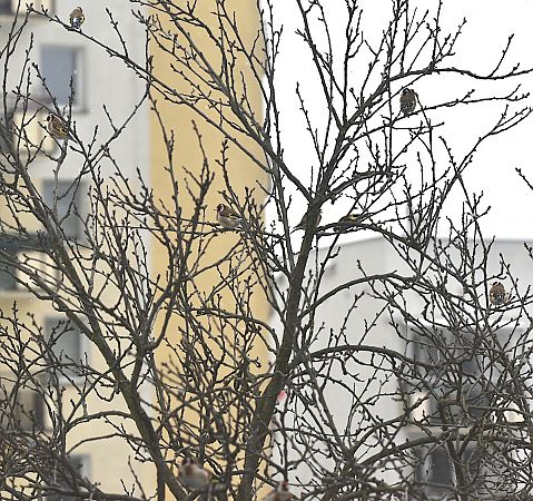 szczygieł  - Hanna Żelichowska