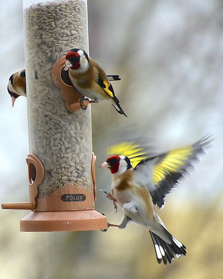 szczygieł  - Hanna Żelichowska