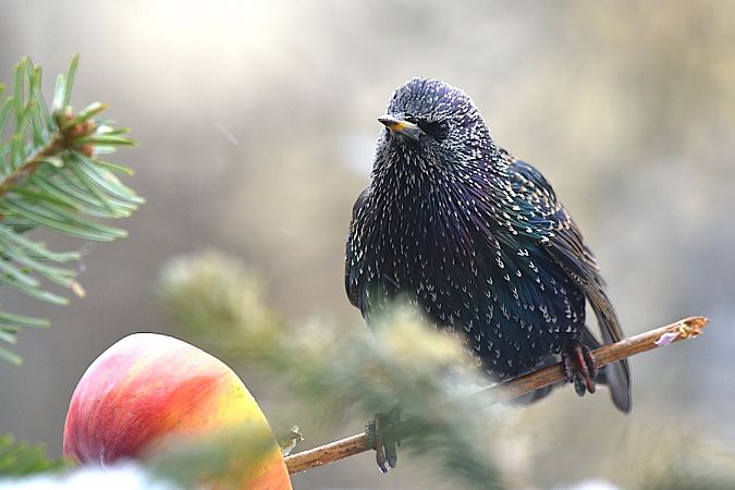 szpak  - Hanna Żelichowska